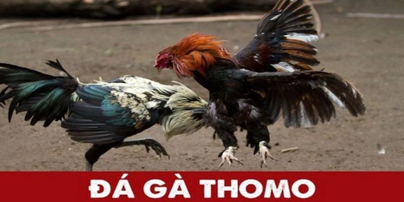 Sảnh đá gà thomo tại 789BET cung cấp nhiều trận đấu mỗi ngày